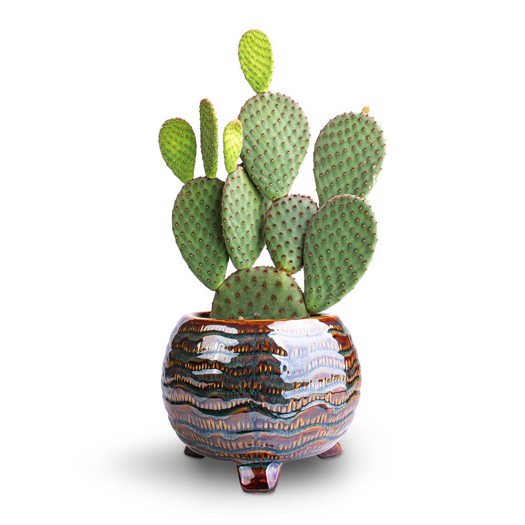 Opuntia microdasys - Bunny Ear Cactus &amp; Dewi Plant Pot - Marrakesh