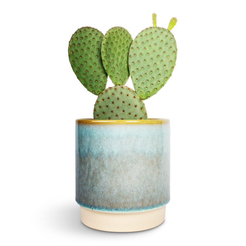 Opuntia microdasys Bunny Ear Cactus - 12x30cm & Copenhagen Plant Pot Aqua - 13.5x14cm