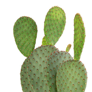 Opuntia microdasys - Bunny Ear Cactus