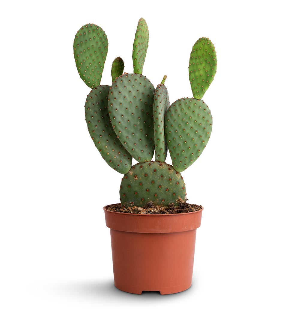 Opuntia microdasys - Bunny Ear Cactus - 12 x 35cm