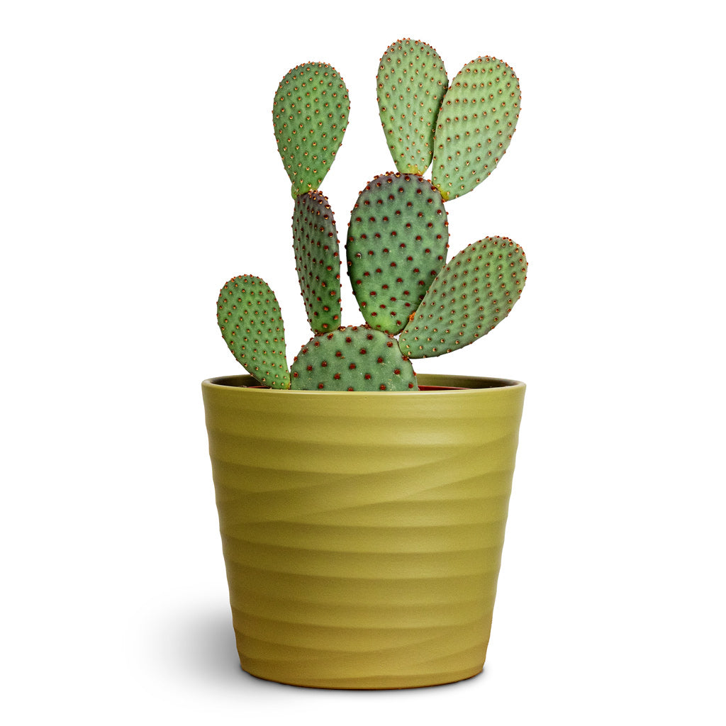 Opuntia microdasys Bunny Ear Cactus 17x35cm House Plant In Oslo Pot Olive 19.5x17cm