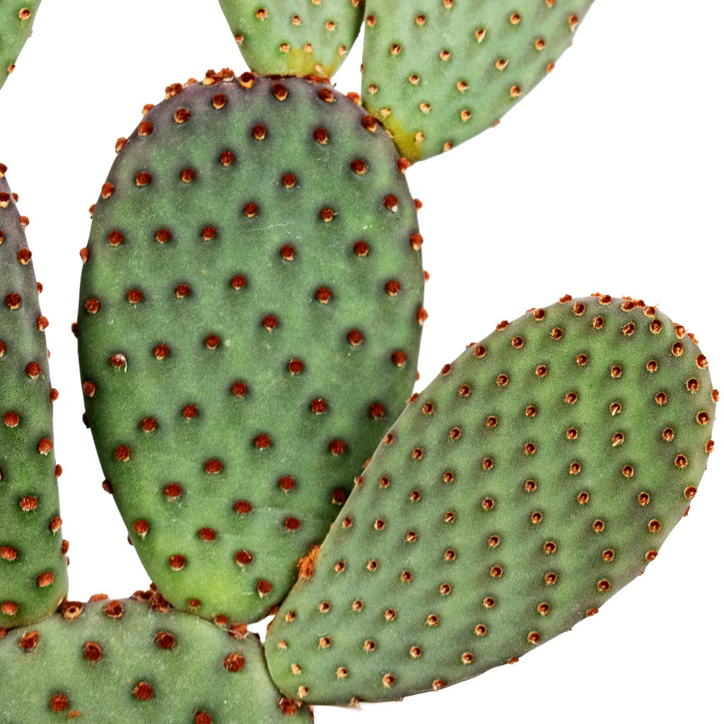 Opuntia microdasys Bunny Ear Cactus close up