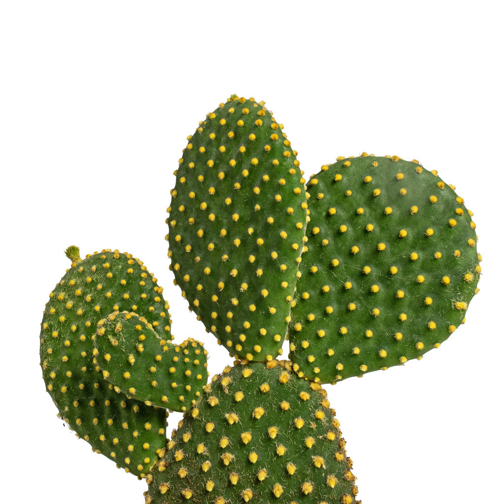 Opuntia microdasys Bunny Ear Cactus Varient - 12x30cm