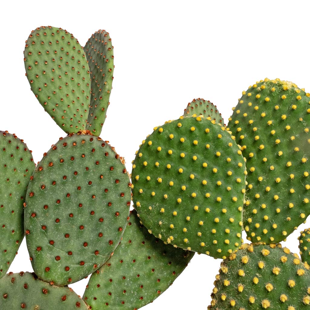 Opuntia microdasys Bunny Ear Cactus Varient - 12x30cm