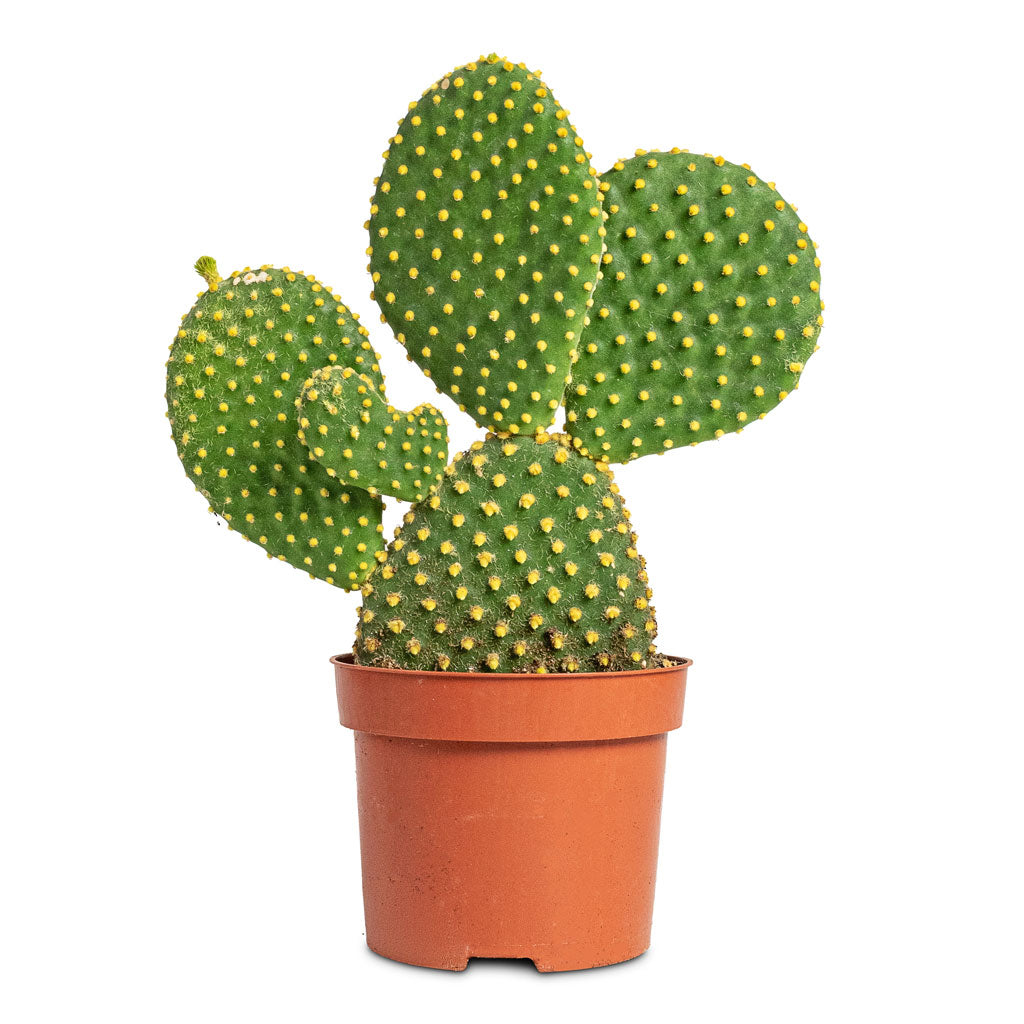 Opuntia microdasys Bunny Ear Cactus Varient - 12x30cm