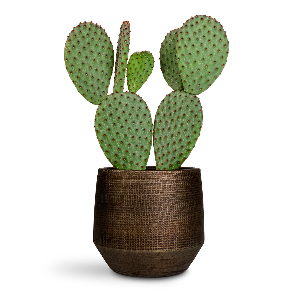 Opuntia microdasys Bunny Ears - 12x30cm In Norell Pot Chestnut - 15x13cm