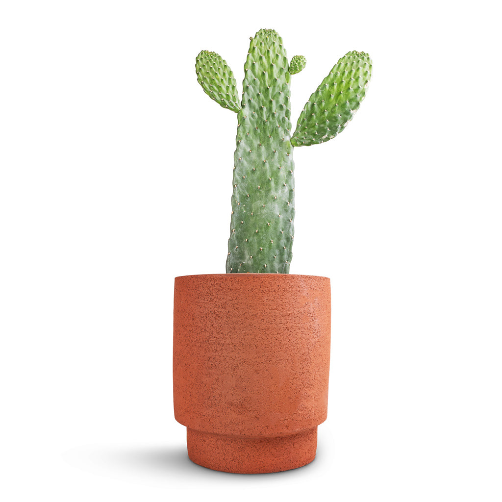 Opuntia rubescens Consolea - Road Kill Cactus & Chao Plant Pot - Terra