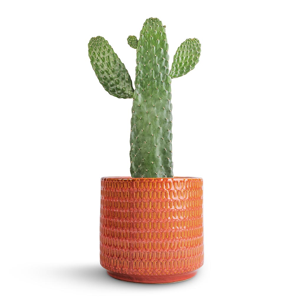 Opuntia rubescens Consolea - Road Kill Cactus & Flor Plant Pot - Orange