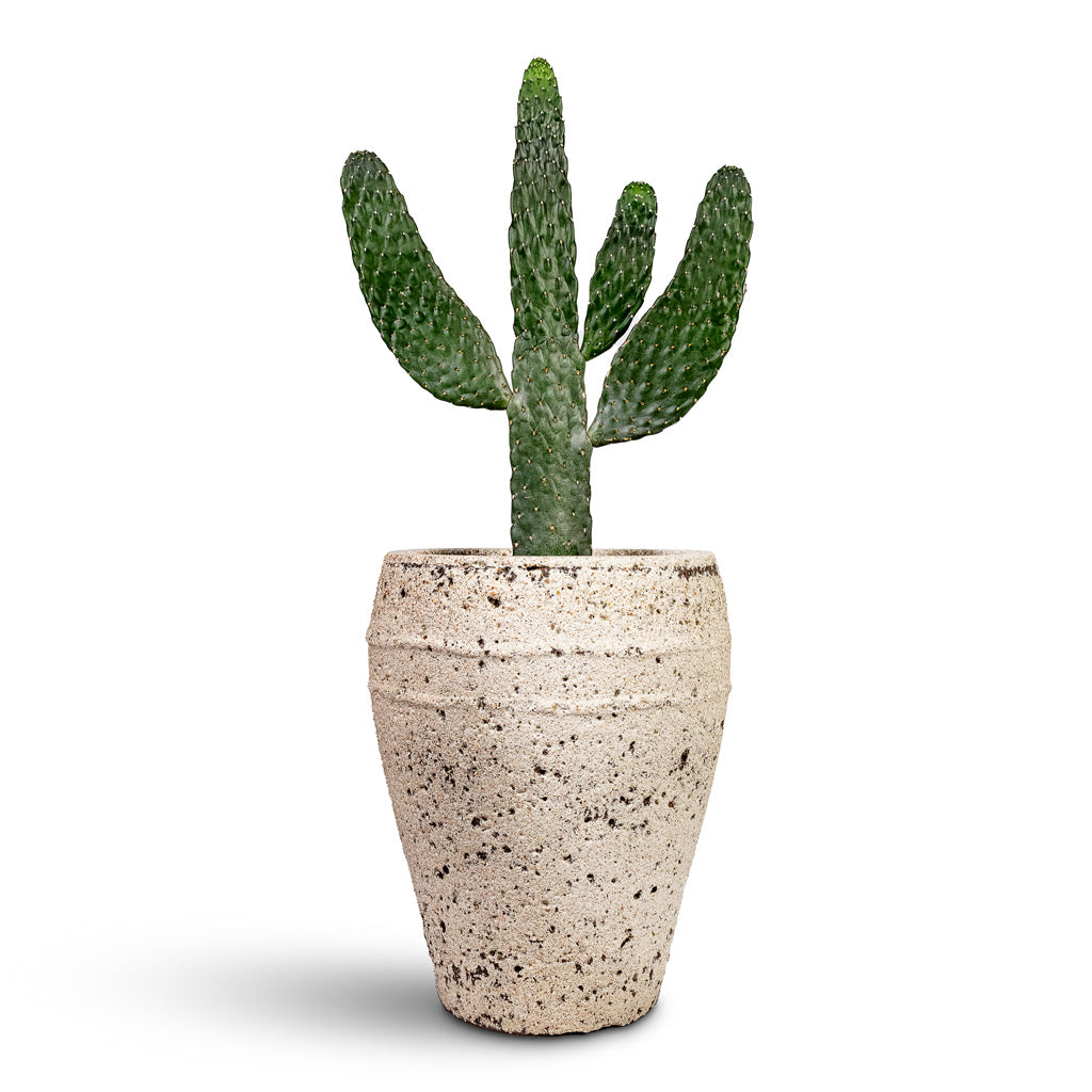 Opuntia rubescens Consolea Road Kill Cactus - 17x50cm In Ares Mediterranean Planter Chalk White - 27x32cm