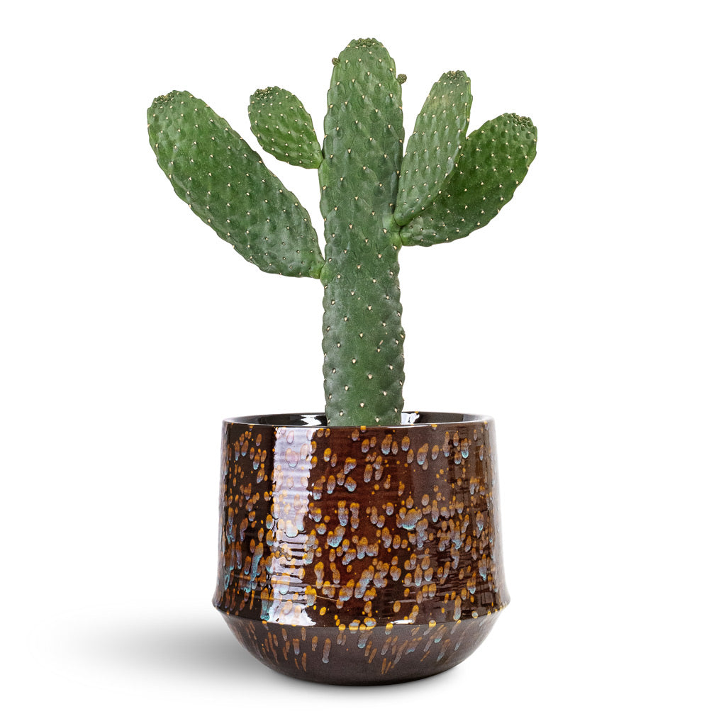 Opuntia rubescens Consolea Road Kill Cactus - 17x50cm & Noud Plant Pot Marrakesh - 26x22cm