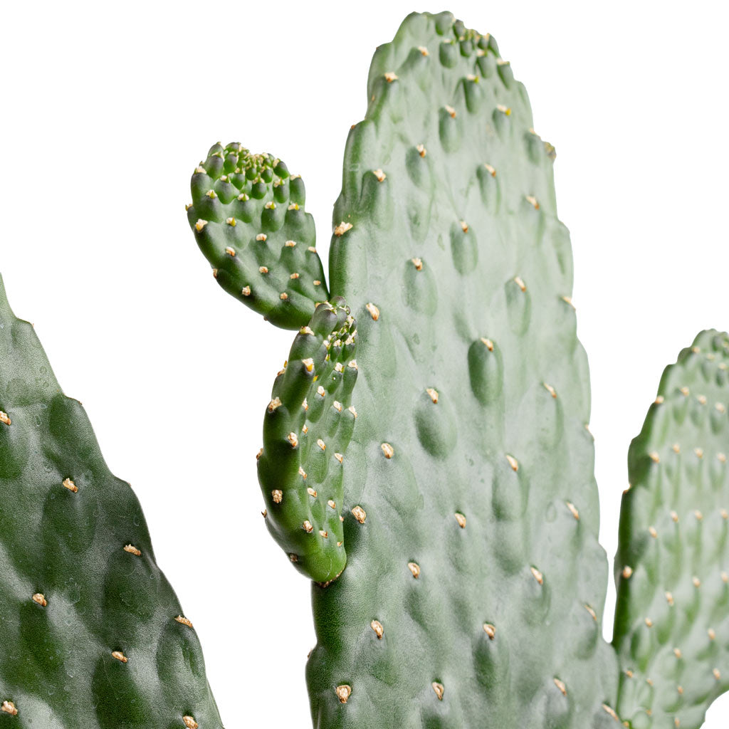Opuntia rubescens Consolea - Road Kill Cactus Close Up