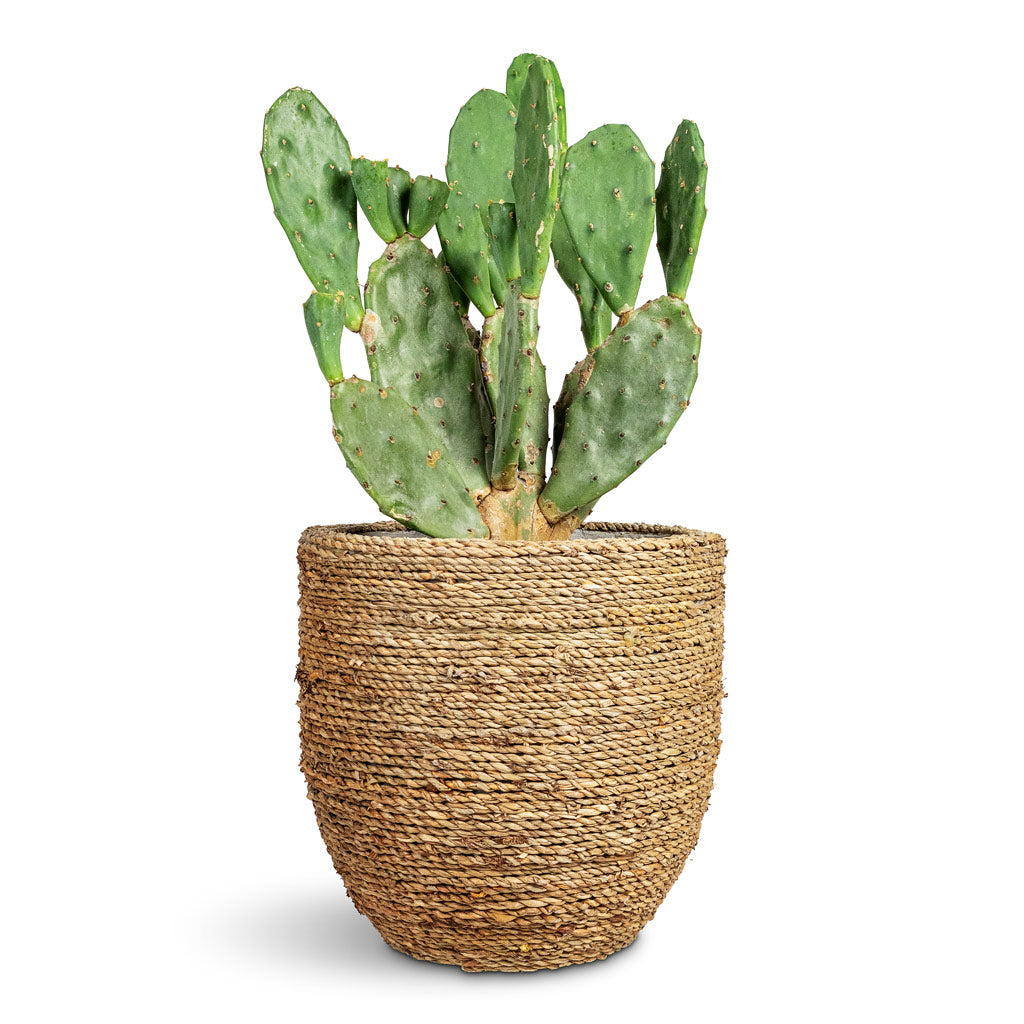 Opuntia vulgaris Prickly Pear Cactus - 17x50cm In Cody Plant Pot Straw Grass - 27x26cm