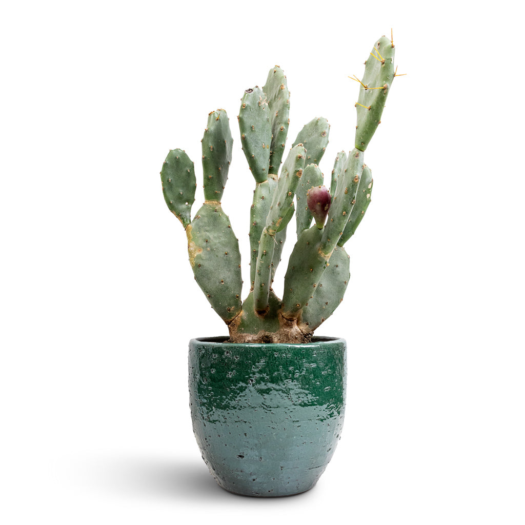 Opuntia vulgaris - Prickly Pear Cactus & Jolin Plant Pot - Forest