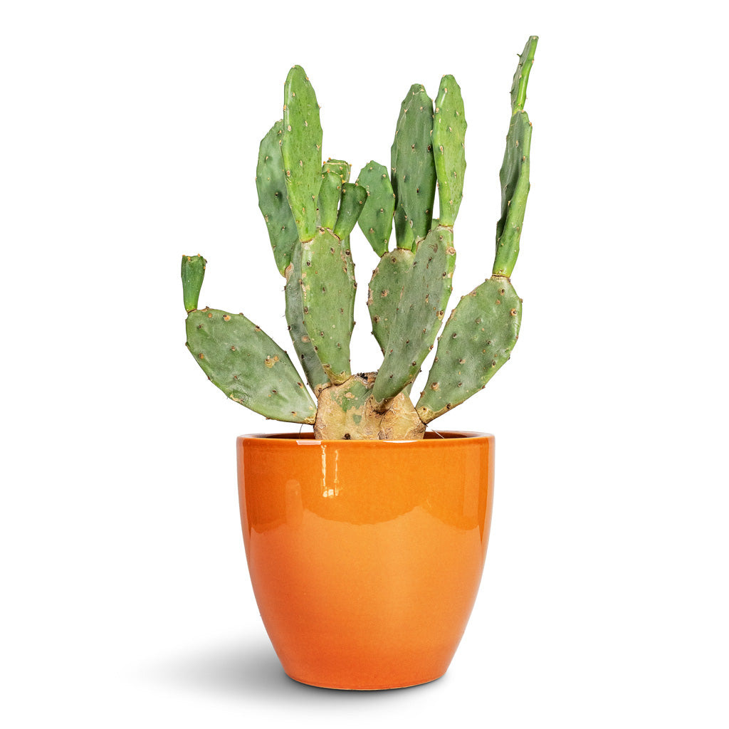 Opuntia vulgaris Prickly Pear Cactus - 17x50cm In Sven Plant Pot Mandarin - 20x19cm