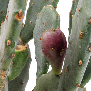 Opuntia vulgaris - Prickly Pear Cactus Fruit