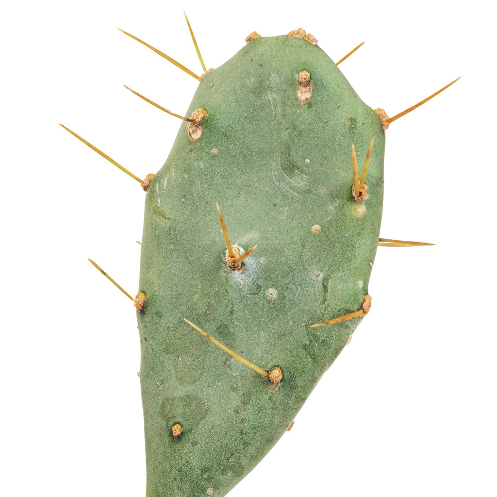 Opuntia vulgaris - Prickly Pear Cactus Spines