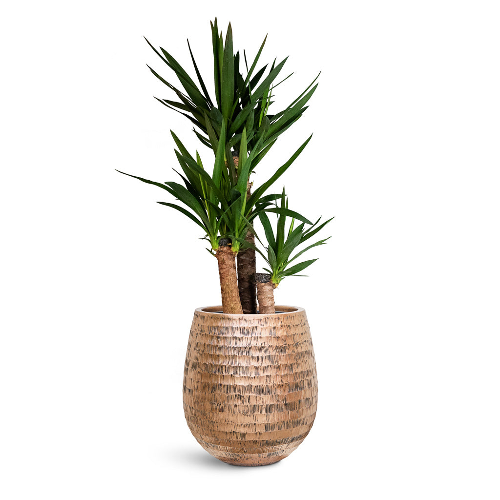 Opus Hammered Darcy Planter - XL Plant Display