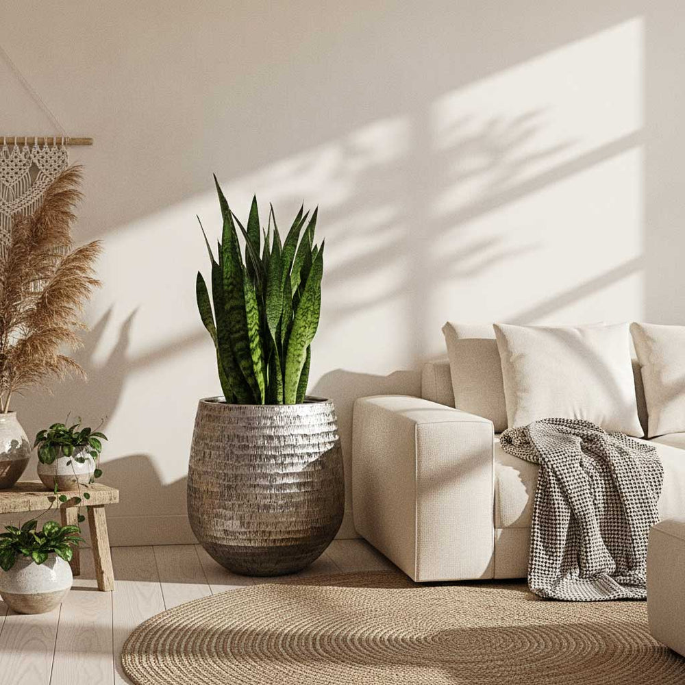 Sansevieria trifasciata zeylanica - HydroCare in Opus Hammered Darcy Planter - Silver