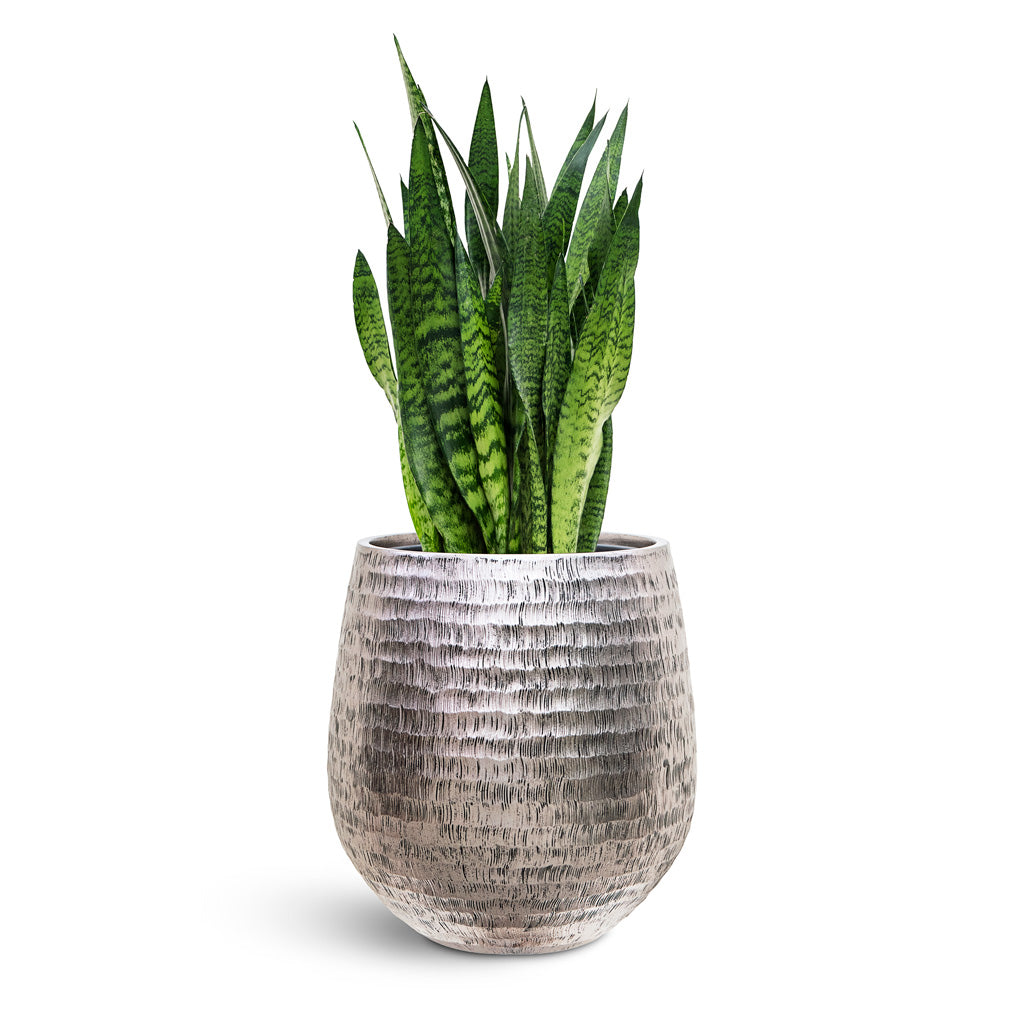 Opus Hammered Darcy Planter - XL Plant Display