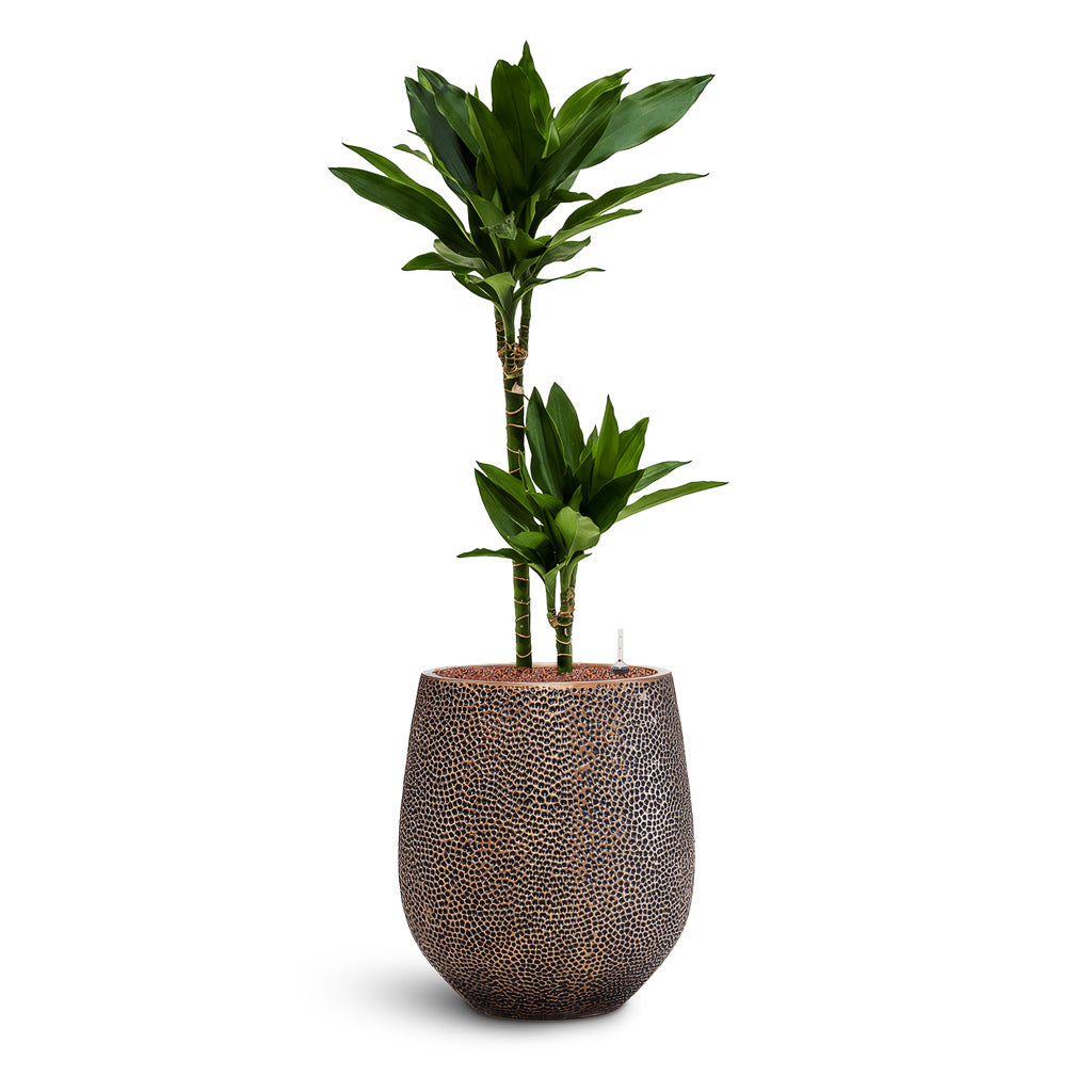 Opus Hit Darcy Planter - Large Plant Display