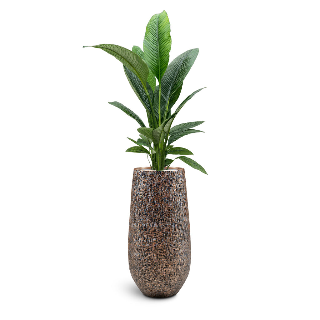 Opus Hit Tall Darcy Planter - Large Plant Display