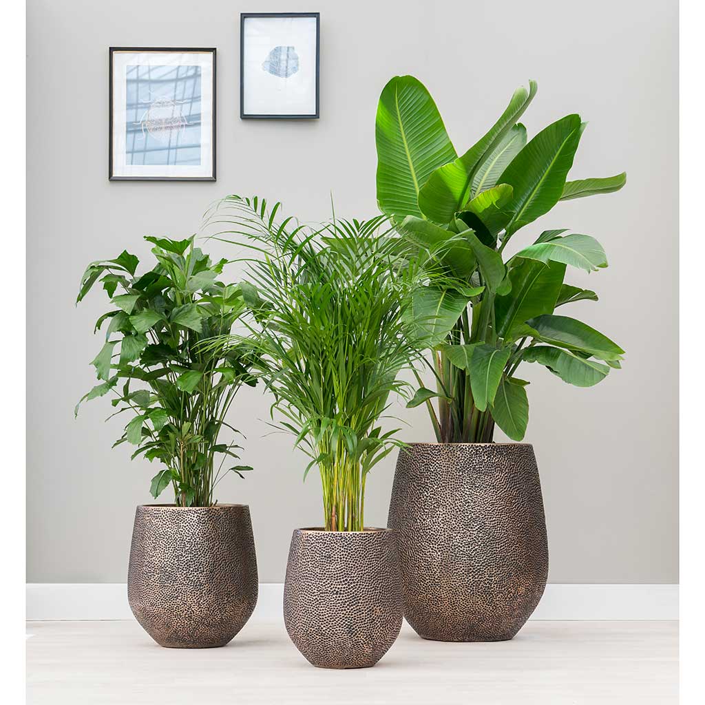 Opus Hit Darcy Planter - XL Plant Display