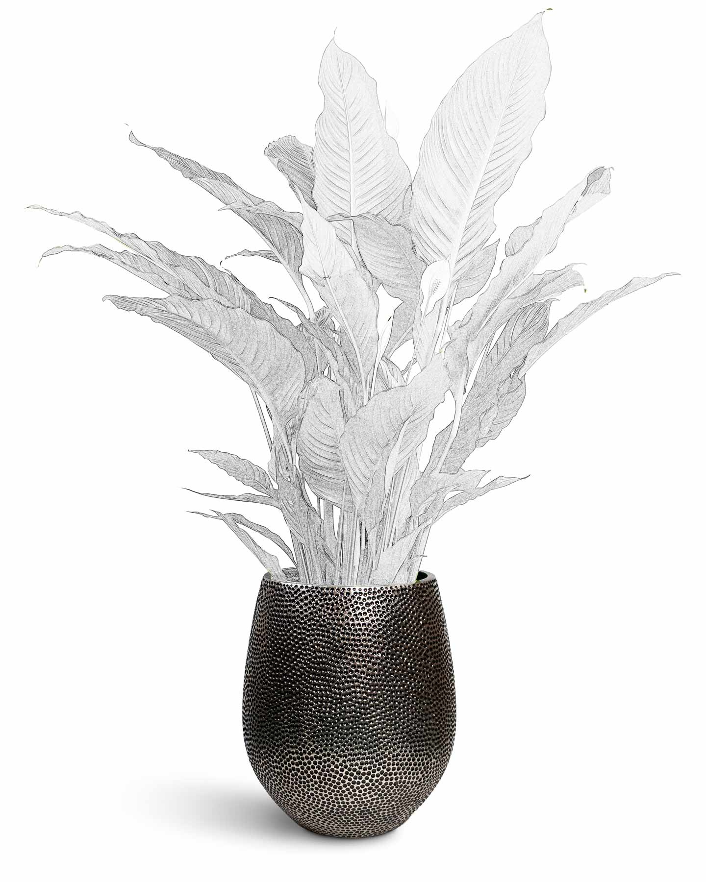 Opus Hit Collection The Opus Collection - Plant Displays | HORTOLOGY