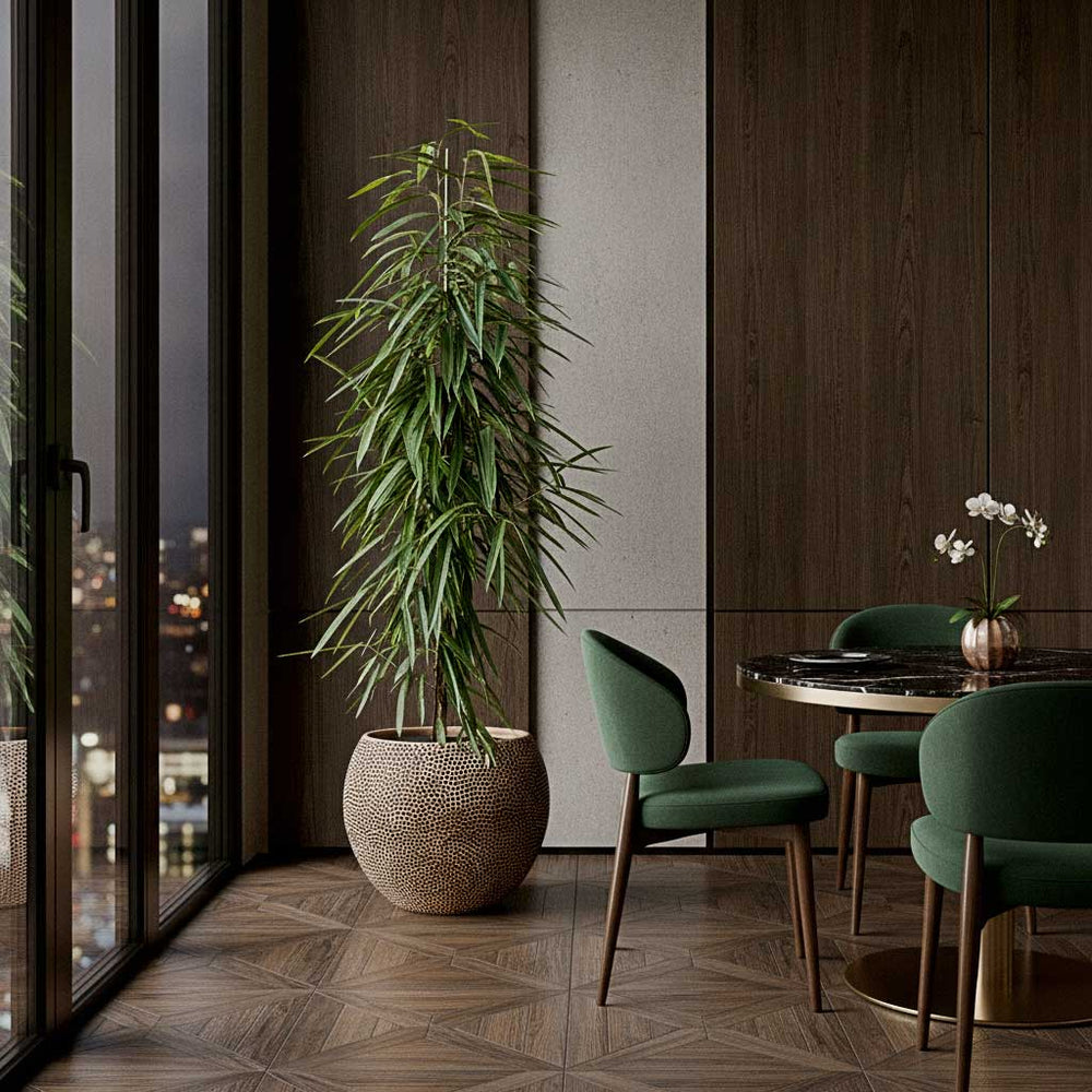 Ficus Alii - HydroCare in Opus Hit Globe Planter - Gold - 60 x 43cm