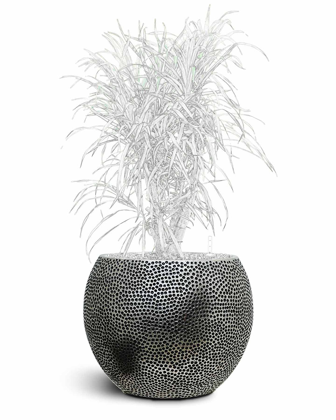 The Opus Collection - Plant Displays | HORTOLOGY