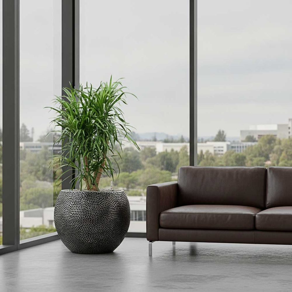 Dracaena in Opus Hit Globe Planter - Silver