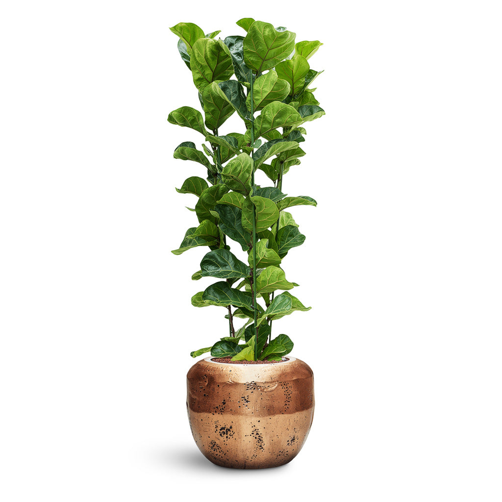 Opus Raw Couple Planter - XL Plant Display