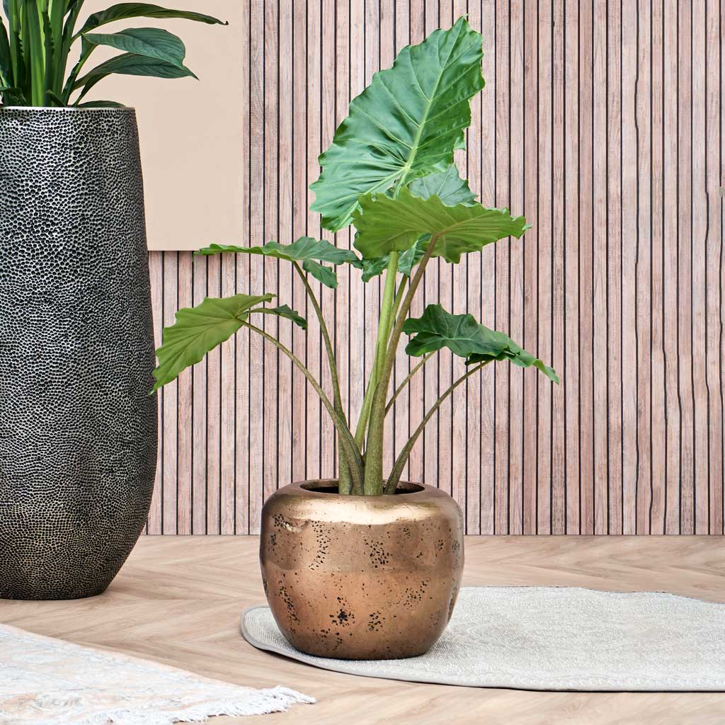 Opus Raw Couple Planter - Gold