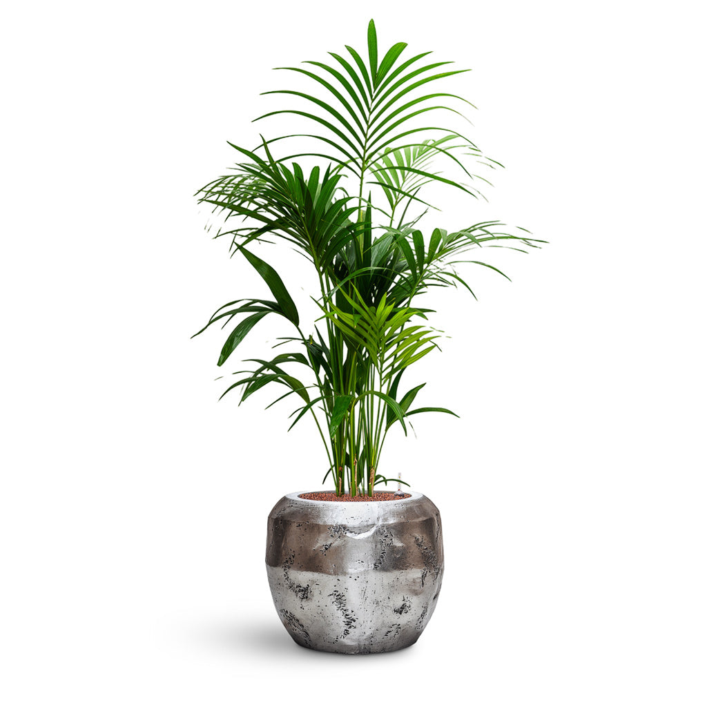 Opus Raw Couple Planter - XL Plant Display