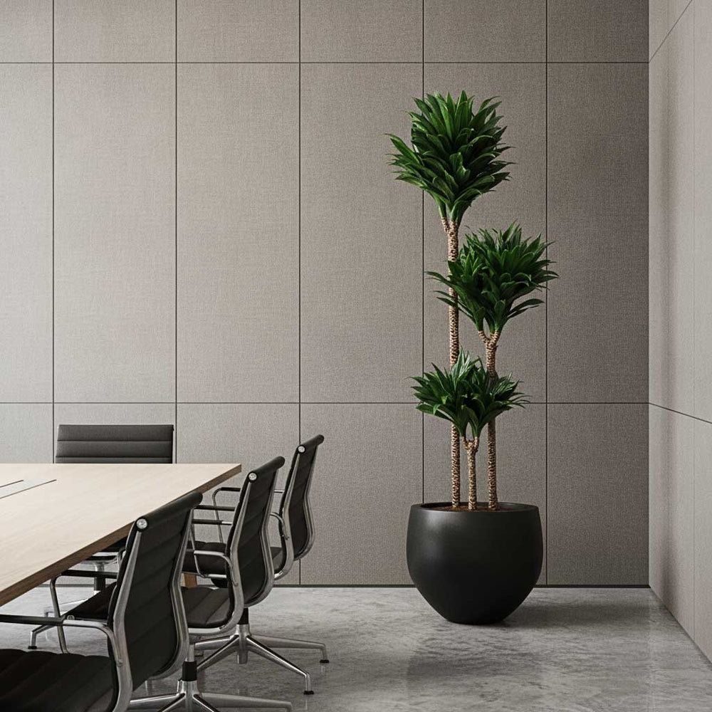 Dracaena Compacta in Orb Natural Planter - Black - 40x33cm