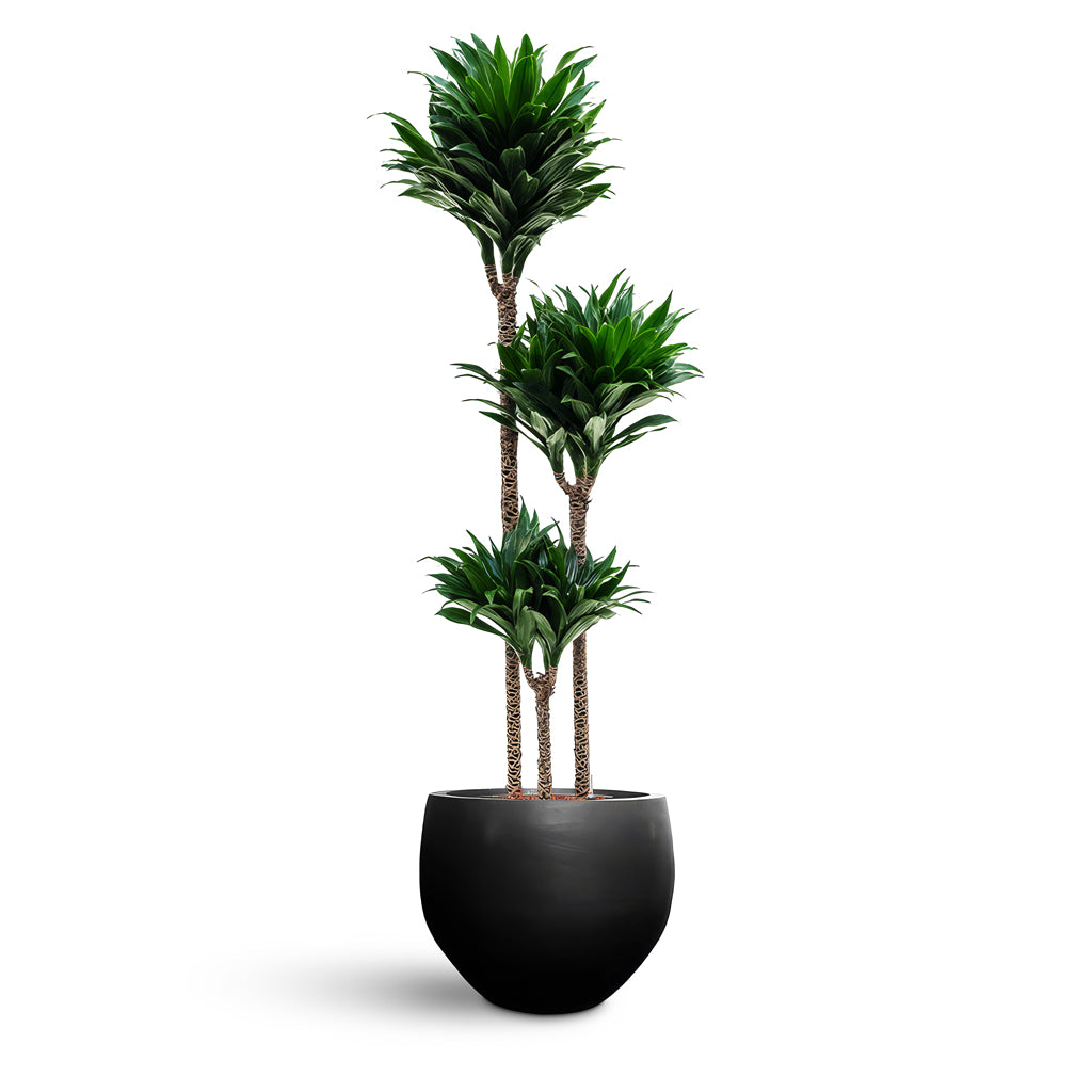 Orb Natural Planter - Large Plant Display
