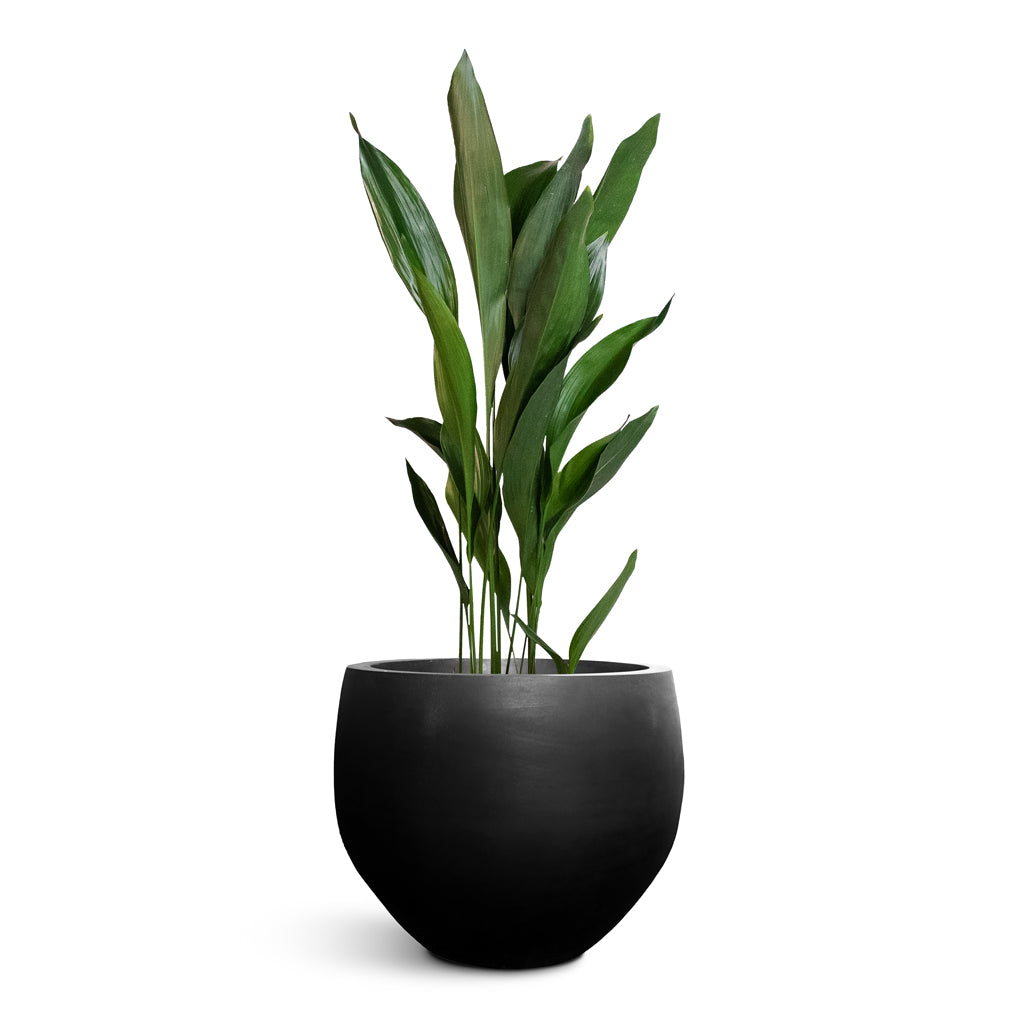 Orb Natural Planter - Large Plant Display