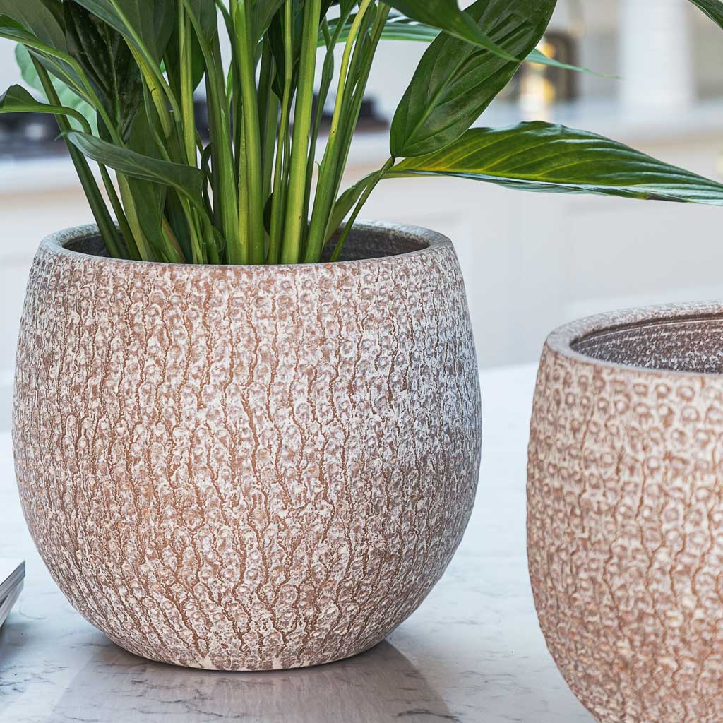 Peace Lily In Ostia Plant Pot Speckled Close up 