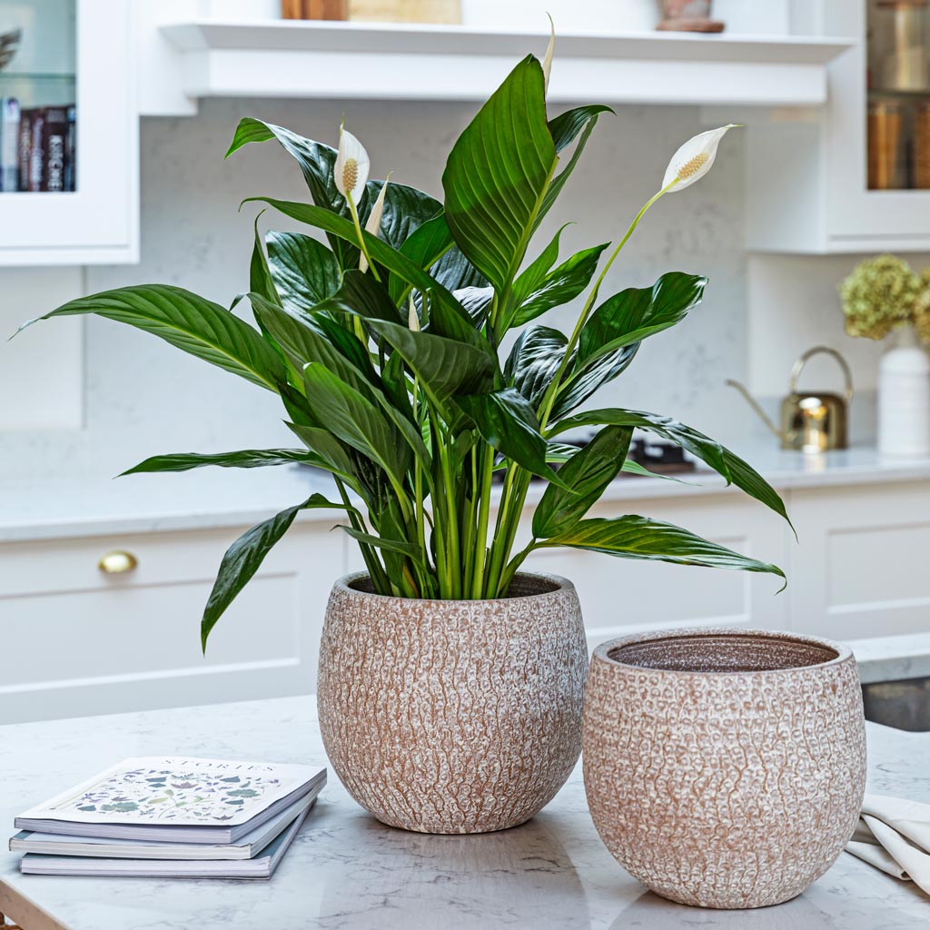 Peace Lily In Ostia Plant Pot Speckled 