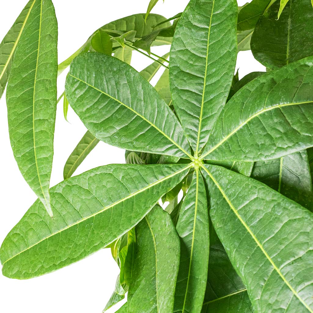 Pachira Braided Detail 