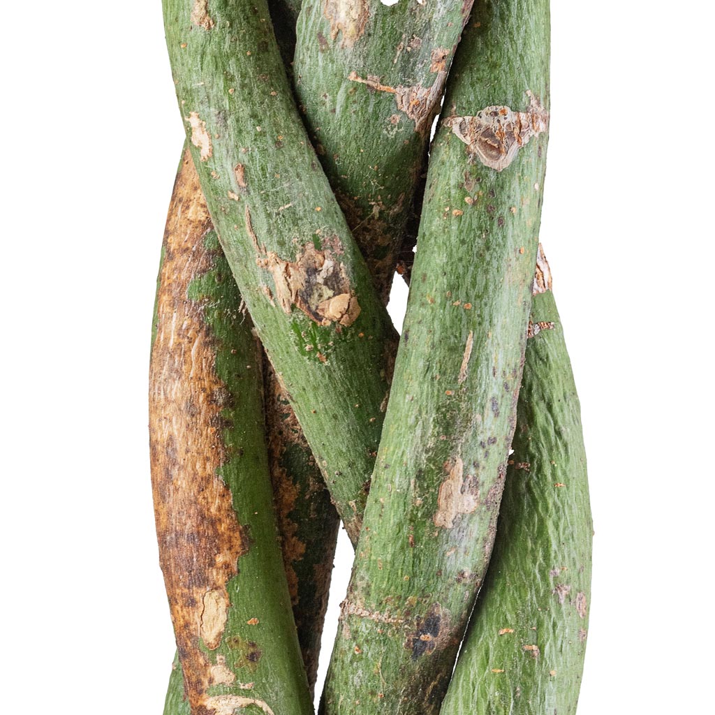 Pachira Braided Stem