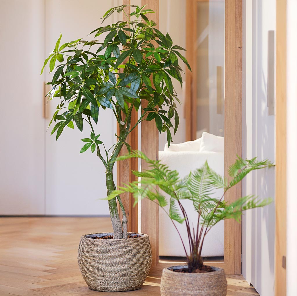 money tree fake Pachira aquatica - Money Tree - Quality Artificial Plants