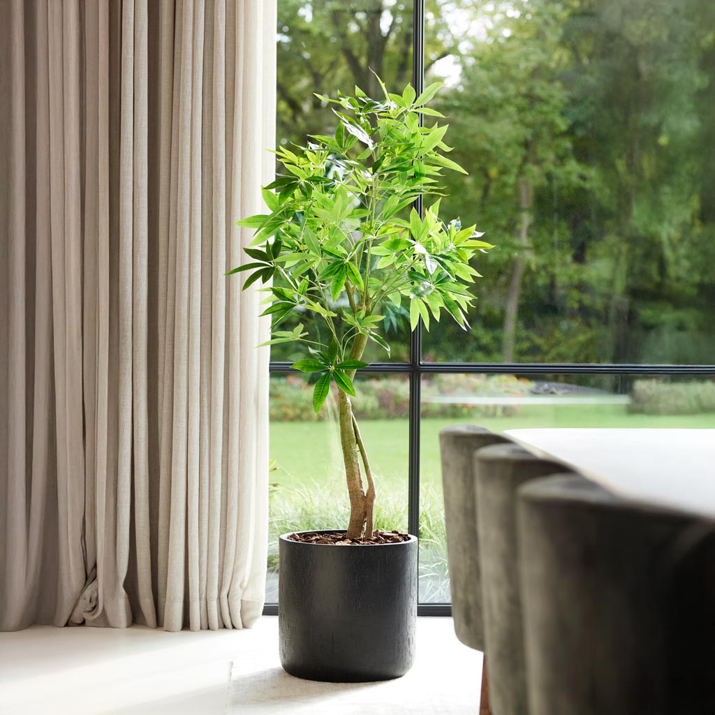 Pachira aquatica Money Tree Artificial In Dune Cylinder Planter Pistachio