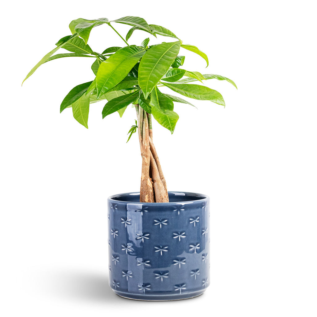 Pachira aquatica - 12x45cm House Plant In Arley Pot Blue Dragonfly - 14.5x15.5cm
