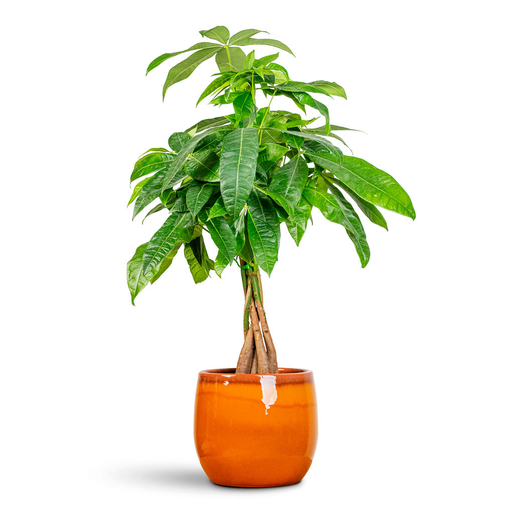 Pachira aquatica 17x75cm House Plant in Charlotte Pot Orange 23x20cm