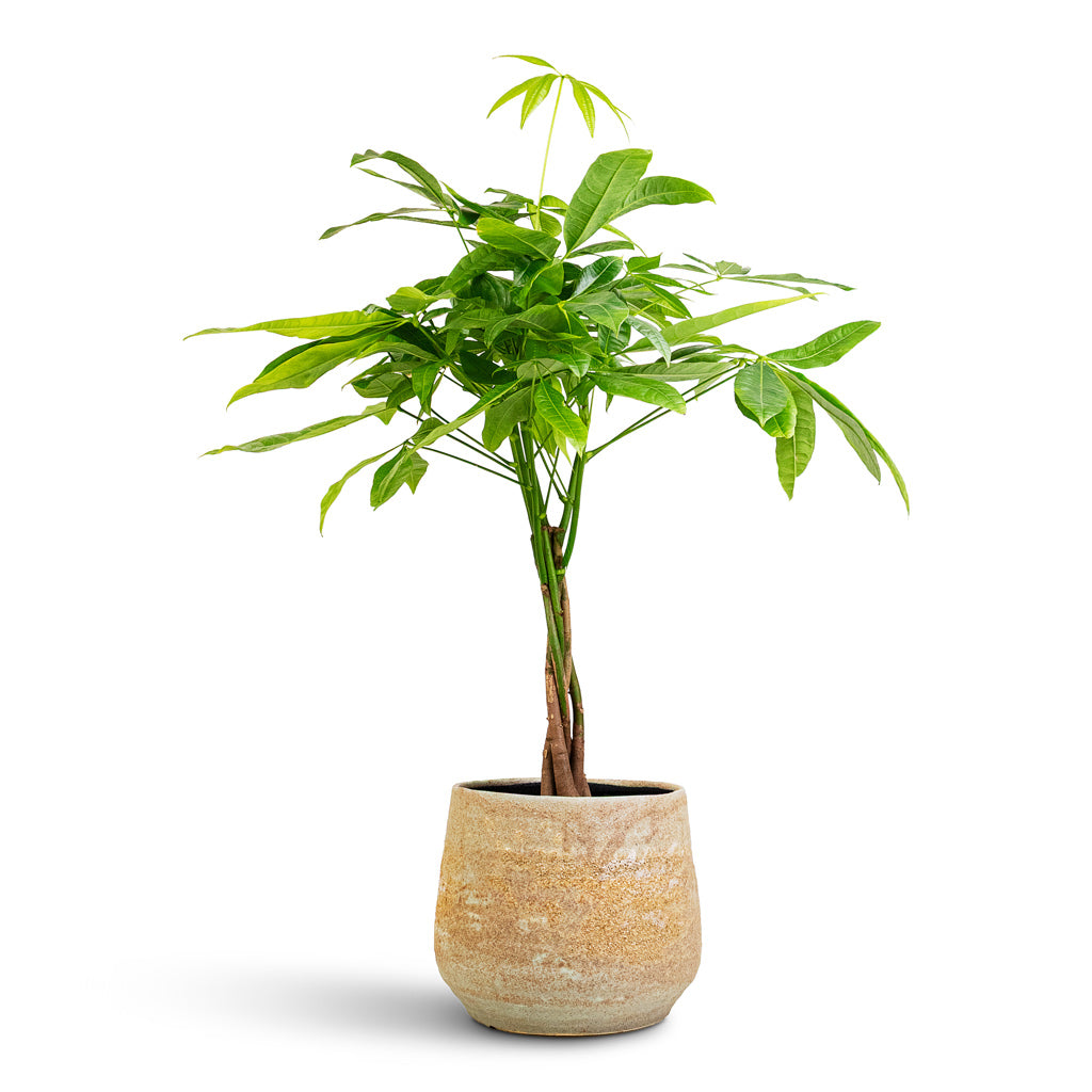 Pachira aquatica Houseplant In Jelmer Pot Frosted Mint Plant Pot 