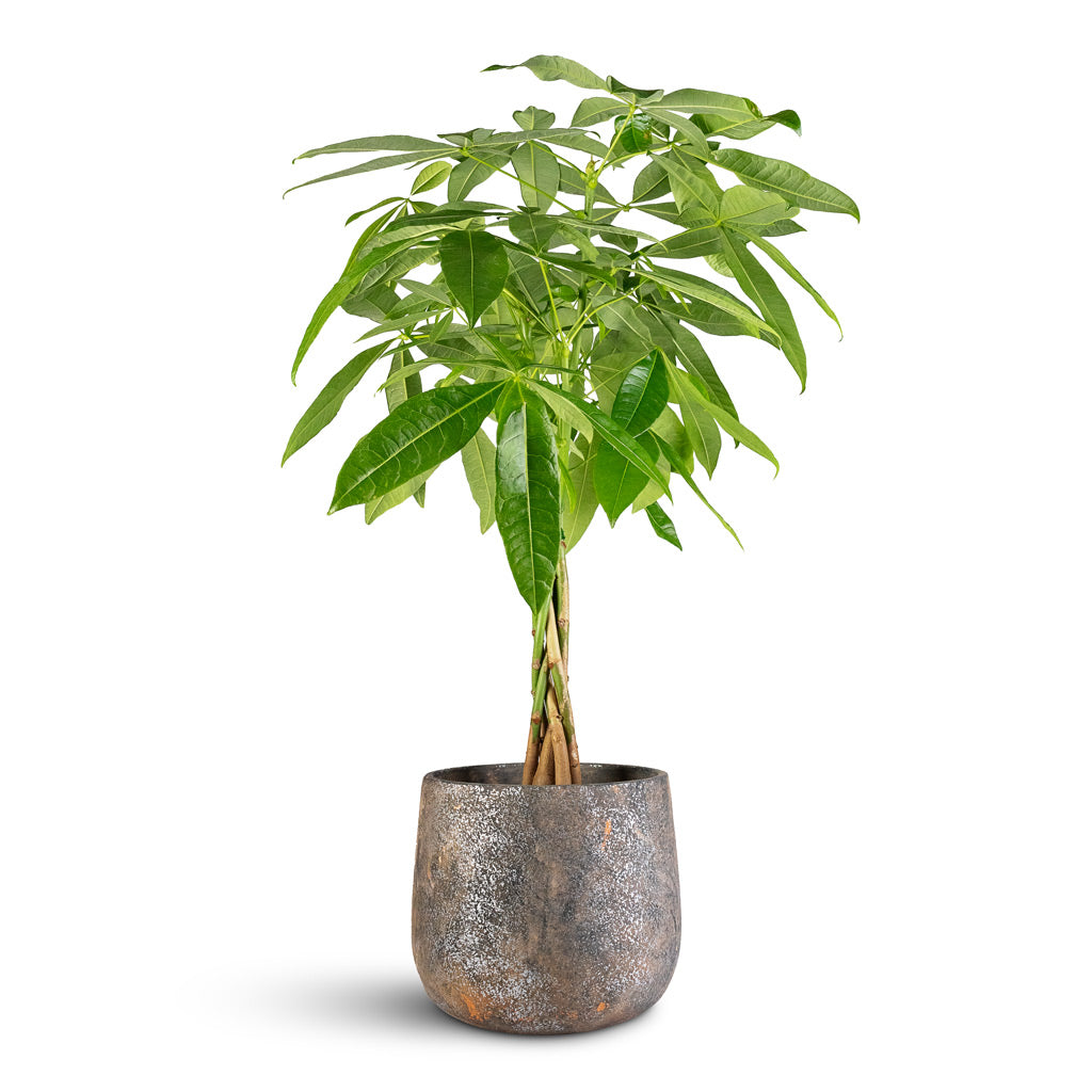 Pachira aquatica 17x75cm Jules Pot Earth 23x20cm