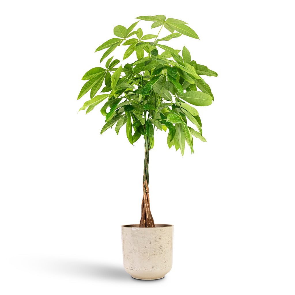 Pachira aquatica 21x80cm In Nouri Pot Ivory 25x24cm