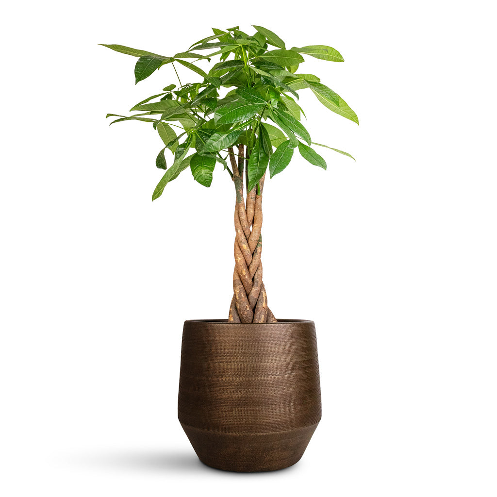 Pachira aquatica - 24x120cm In Norell Pot Chestnut - 32x30cm