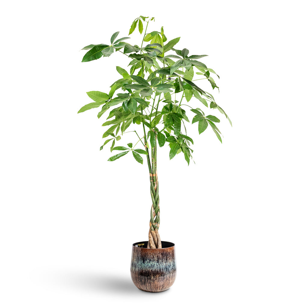 Pachira aquatica 30x180cm House Plant In Cilia Metal Pot Mystic Sepia 37x32cm