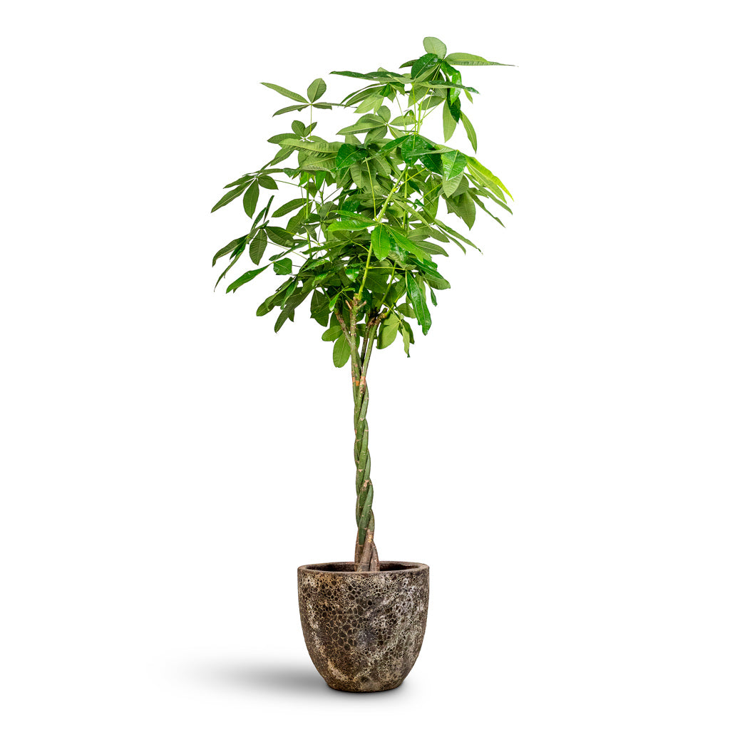 Pachira aquatica 30x190cm House Plant in Lava Couple Relic Planter Black 45x42cm